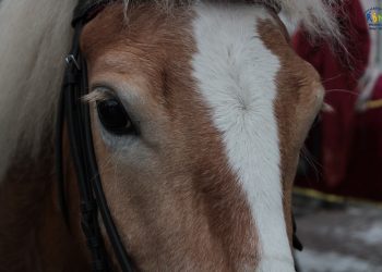 Limanow 2019 Orszak003