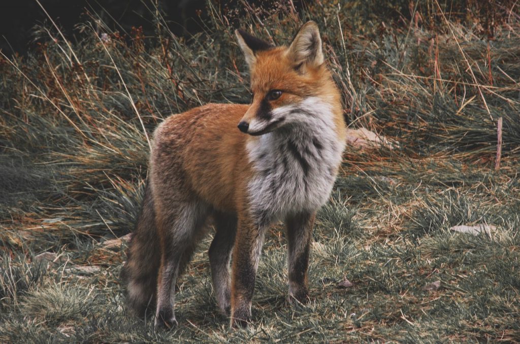 fox 985292 1280
