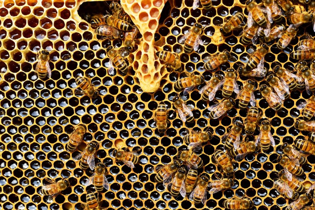 pszczoly miod