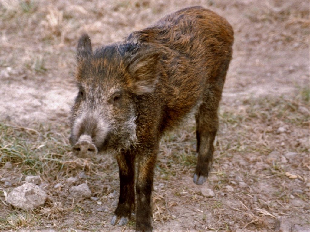 wild boar 1397881