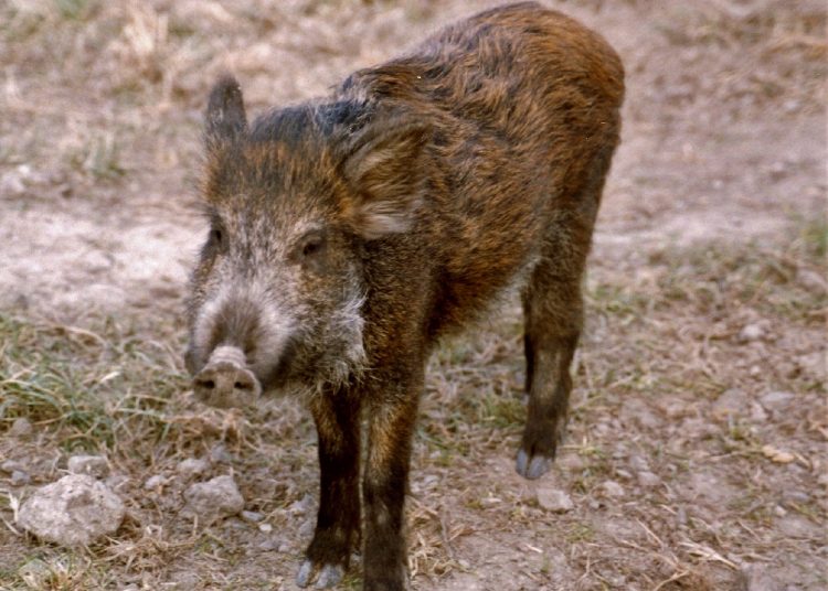 wild boar 1397881