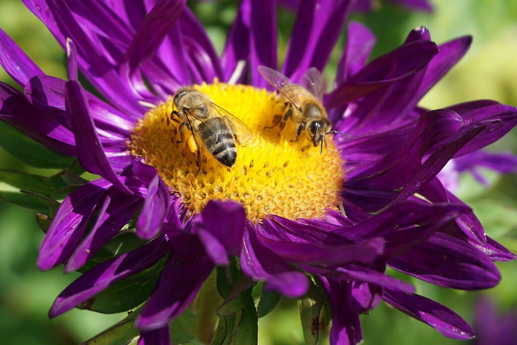 honey bees 6574238 1920