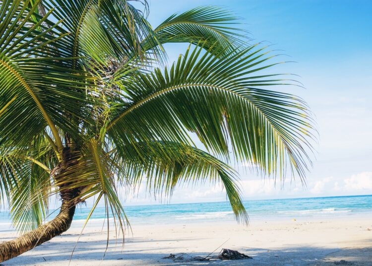 Young coconut tree on beach at the sea with blue sky.
