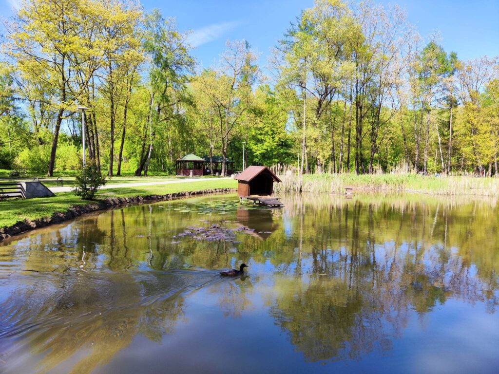 piaskowk park staw labedz 2