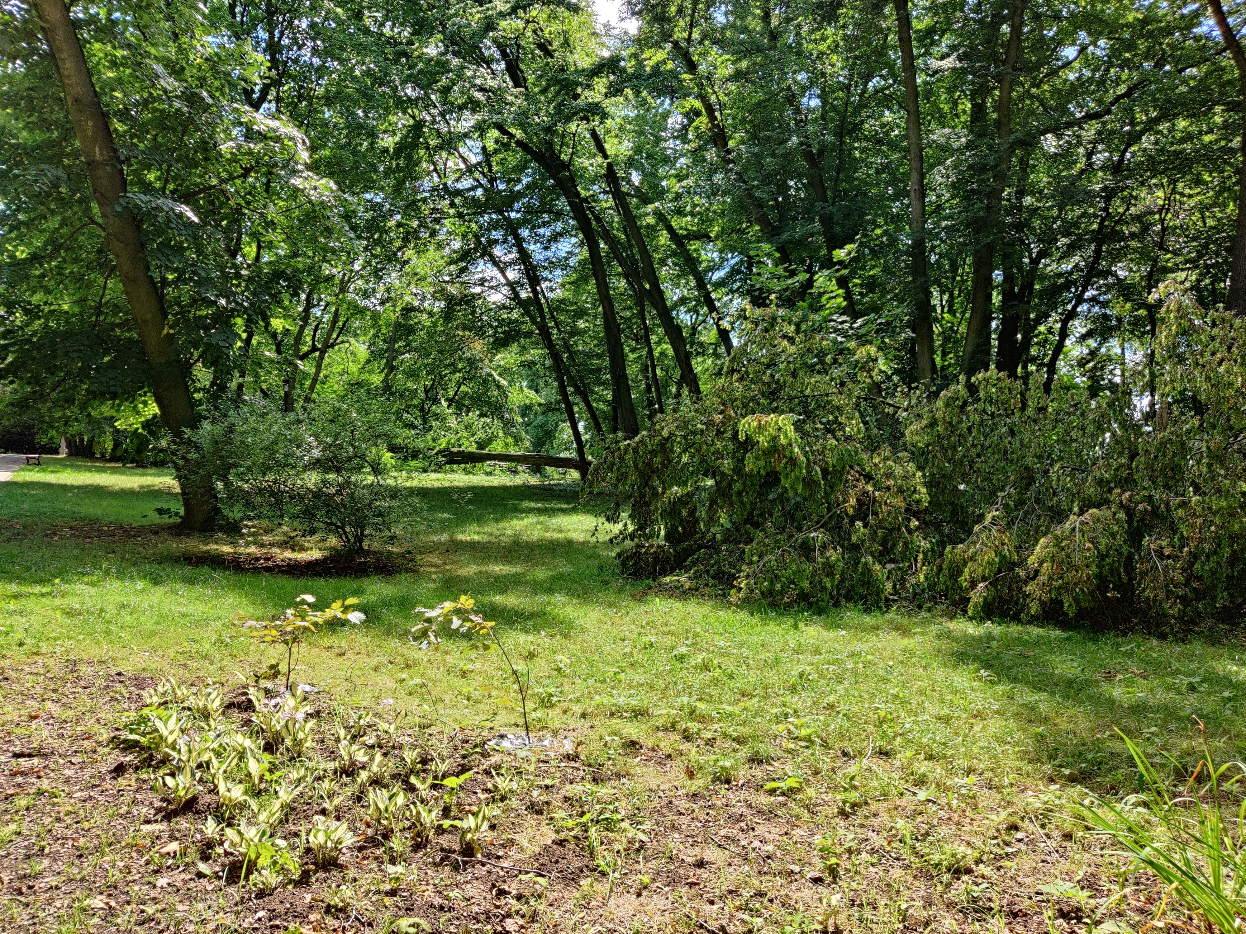 Tarnów. Trwa usuwanie skutków poniedziałkowej nawałnicy