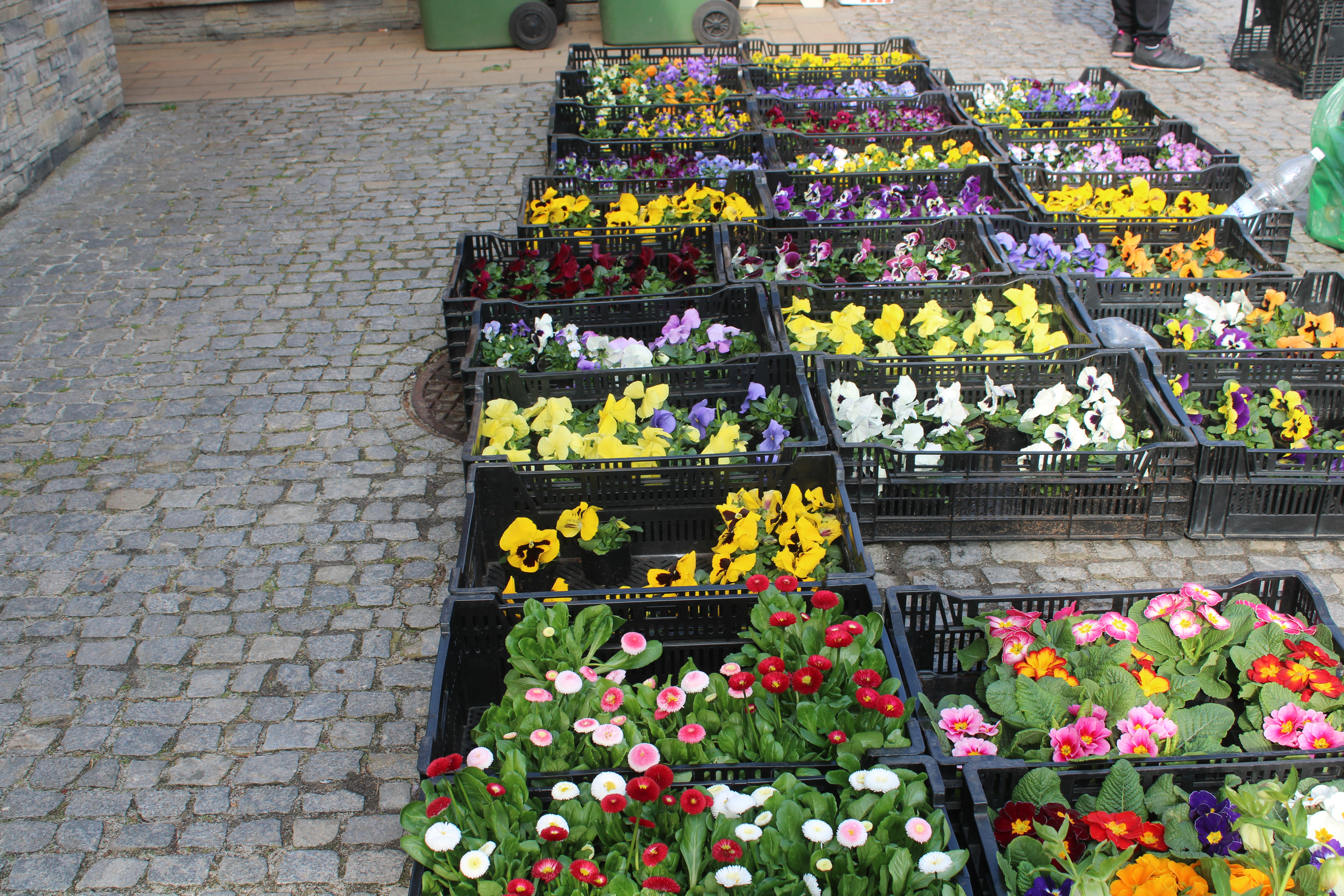 Bratki już się 'uśmiechają’ na tarnowskim Burku