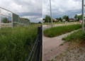 Nieskoszona trawa przy tzw. ‘starej czwórce’  w Tarnowie przeszkadza kierowcom