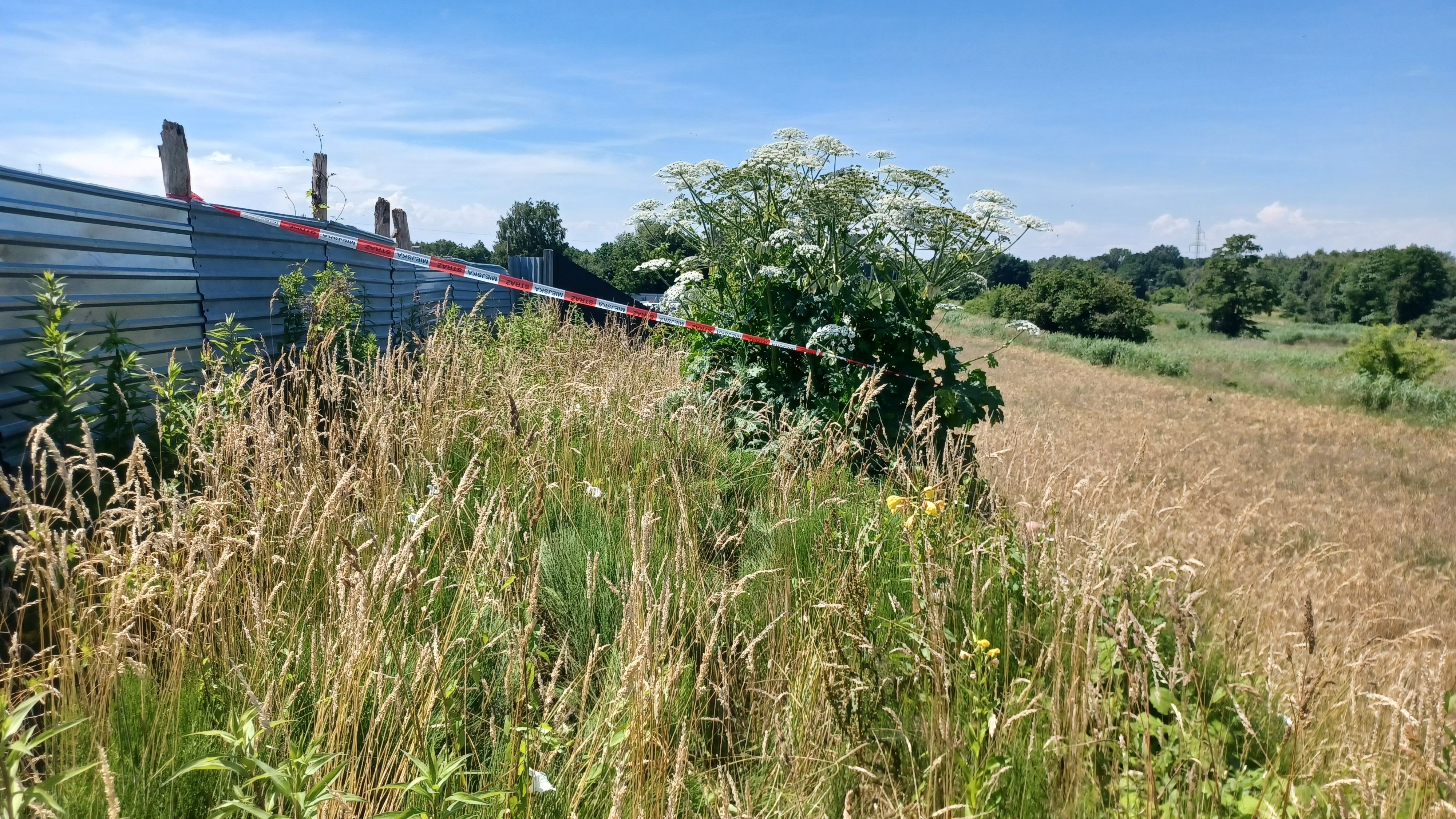 ‘Las barszczów sosnowskiego’. Coraz więcej zgłoszeń o niebezpiecznej roślinie wpływa do Straży Miejskiej w Tarnowie