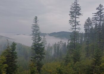 fot. Nadleśnictwo Piwniczna, Lasy Państwowe/Miłosz Dobrowolski