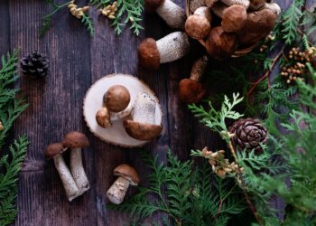 Cep or Boletus Mushroom growing on lush green moss in a forest, low angle view