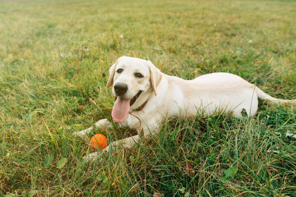 beautiful dog labrador lying grass with orange ball sunset