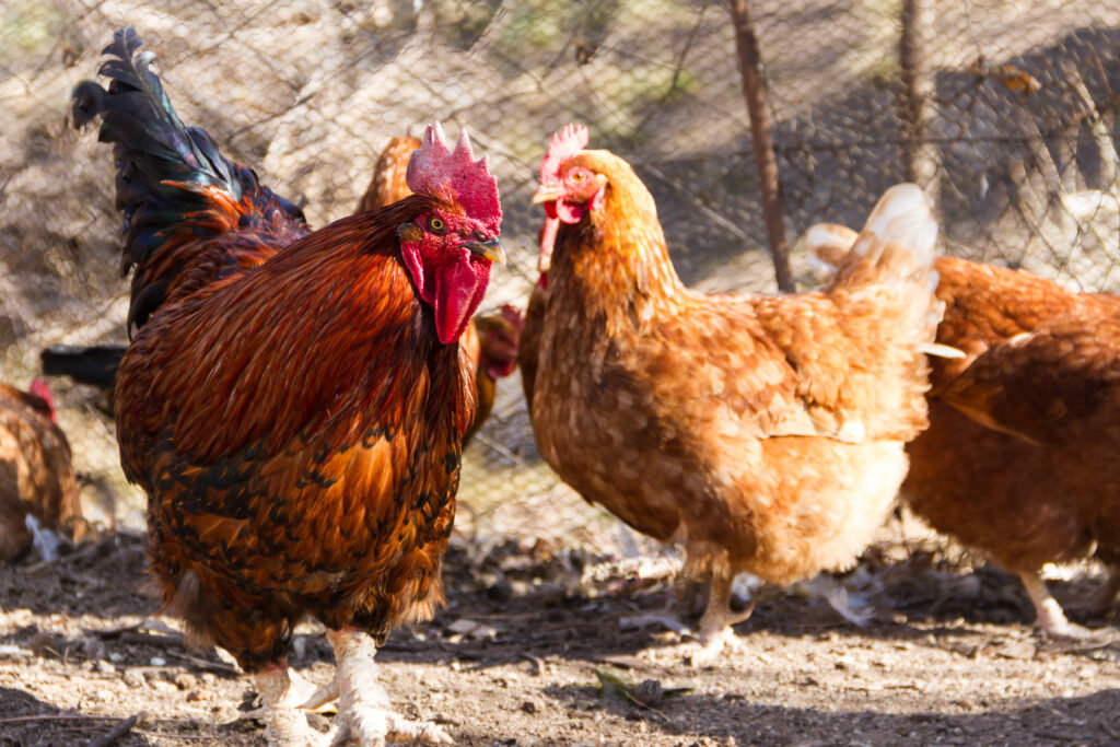 selective focus shot rooster chicken chicken coop farm