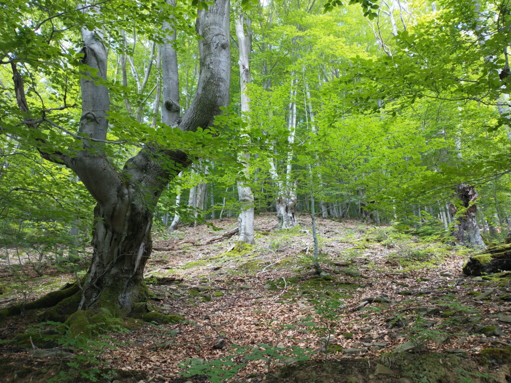 rezerwat