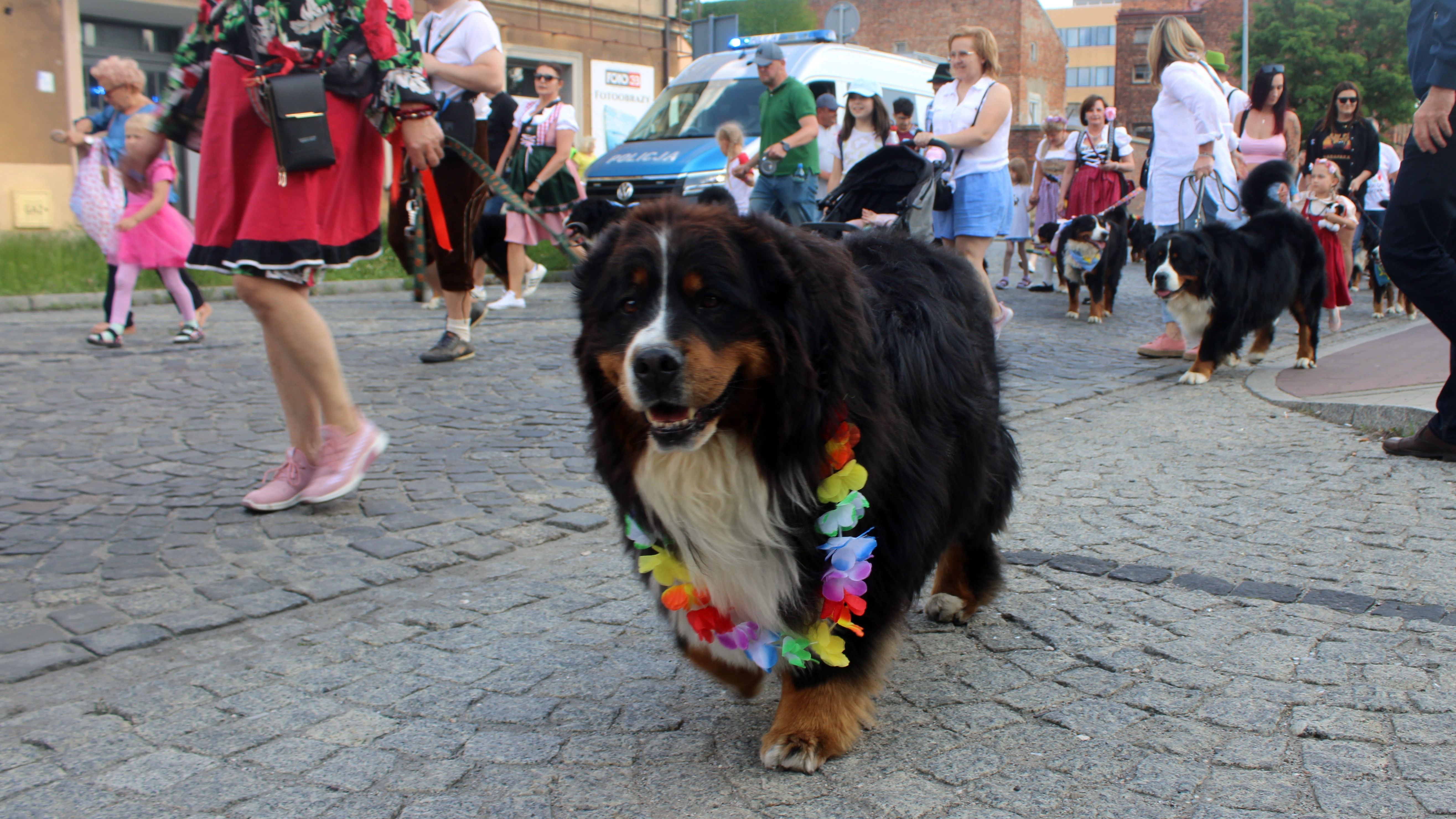 Trójkolorowe pieski opanowały Tarnów. Sto berneńczyków przeszło ulicami miasta