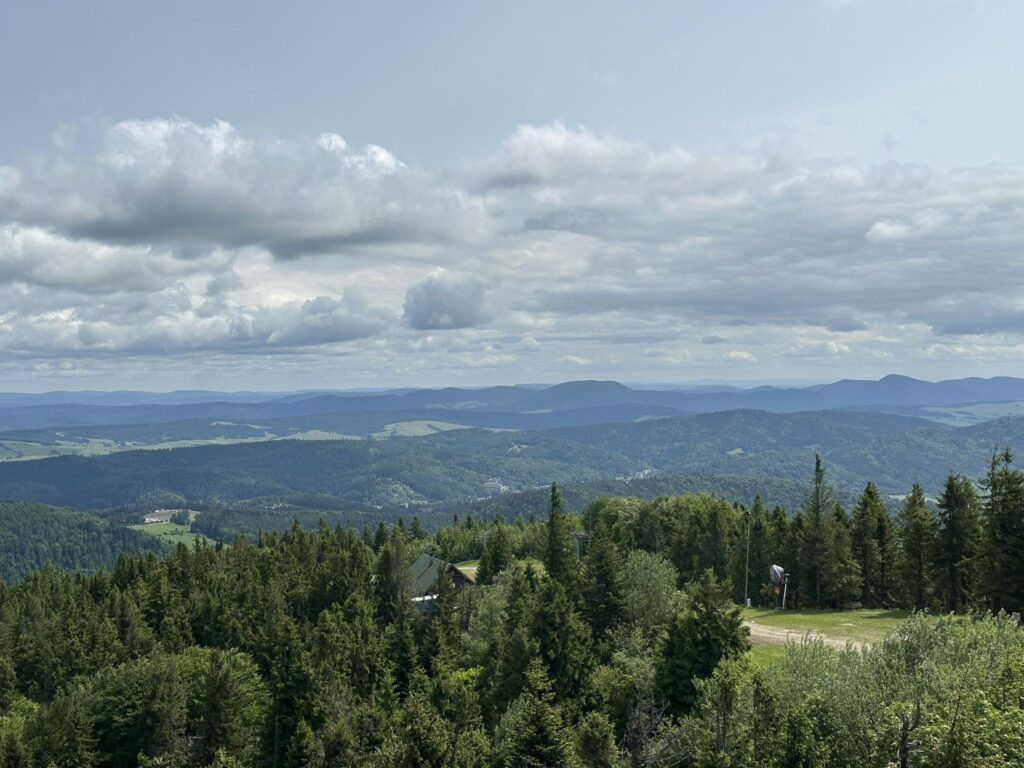 jawowrzyna krynicka