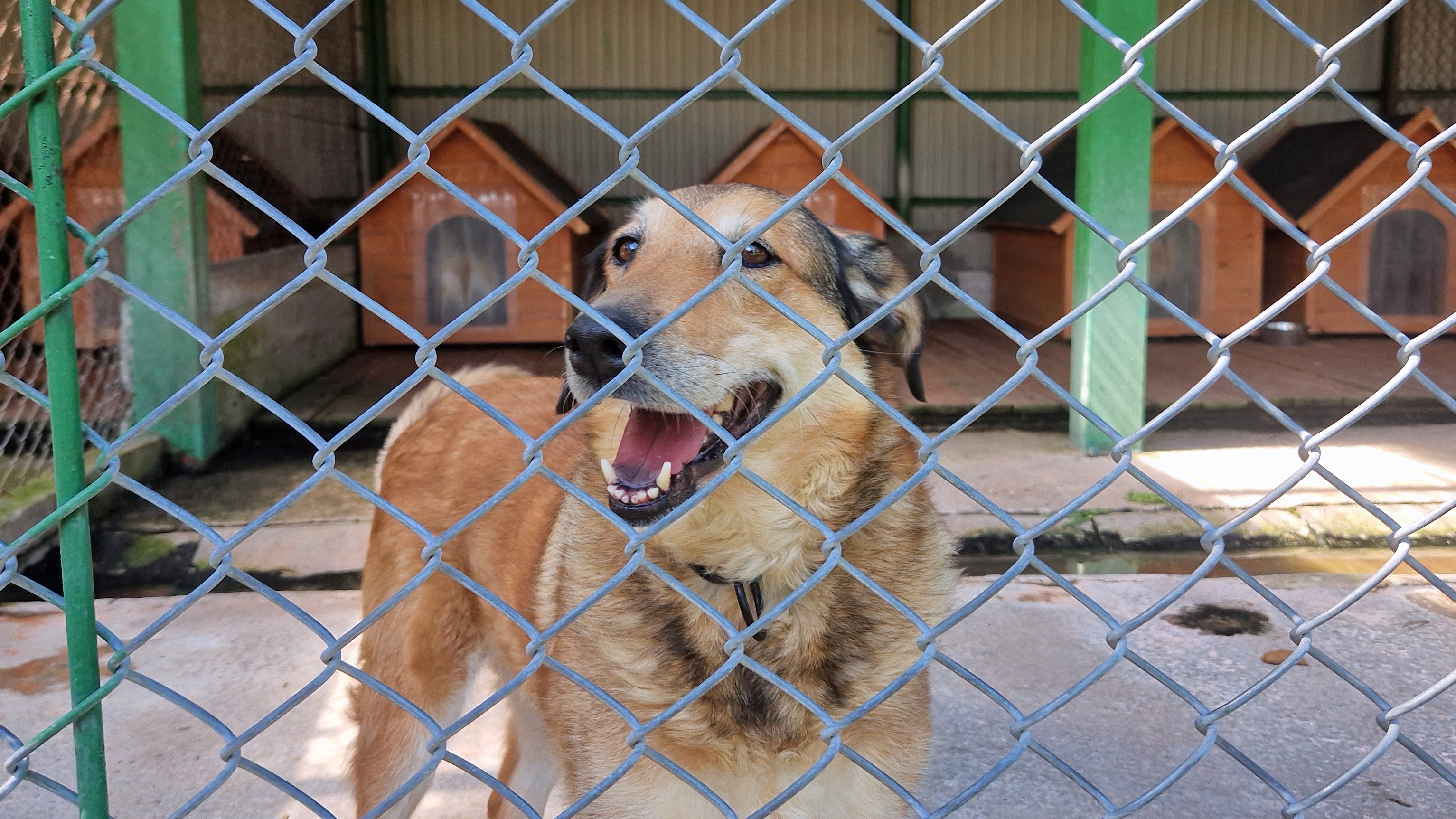 Kino pod gwiazdami i pomoc dla zwierząt. Koszyce Wielkie zebrały ponad 100 kg karmy dla tarnowskiego azylu