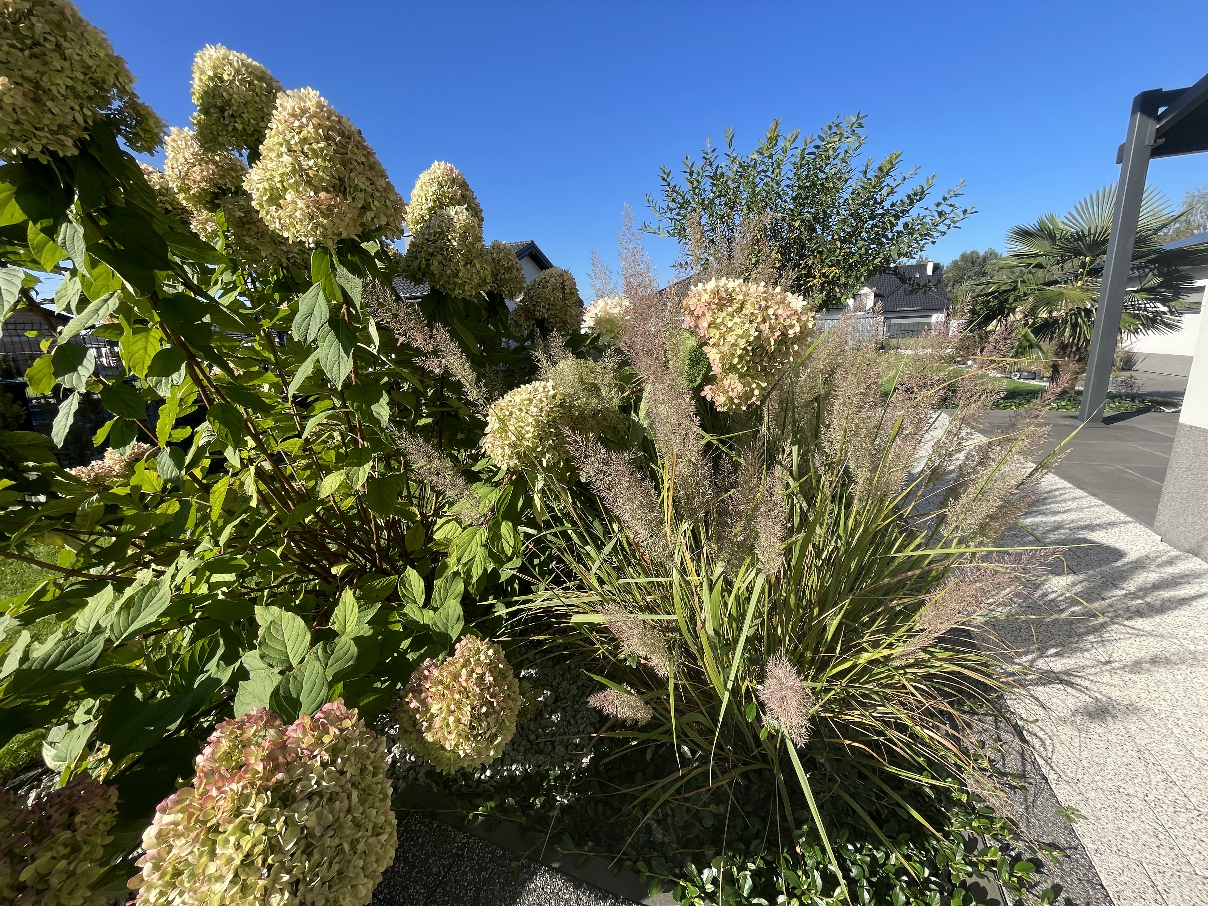 Nie wszystkie rośliny lubią przycinanie. Jak zadbać o ogród przed zimą?