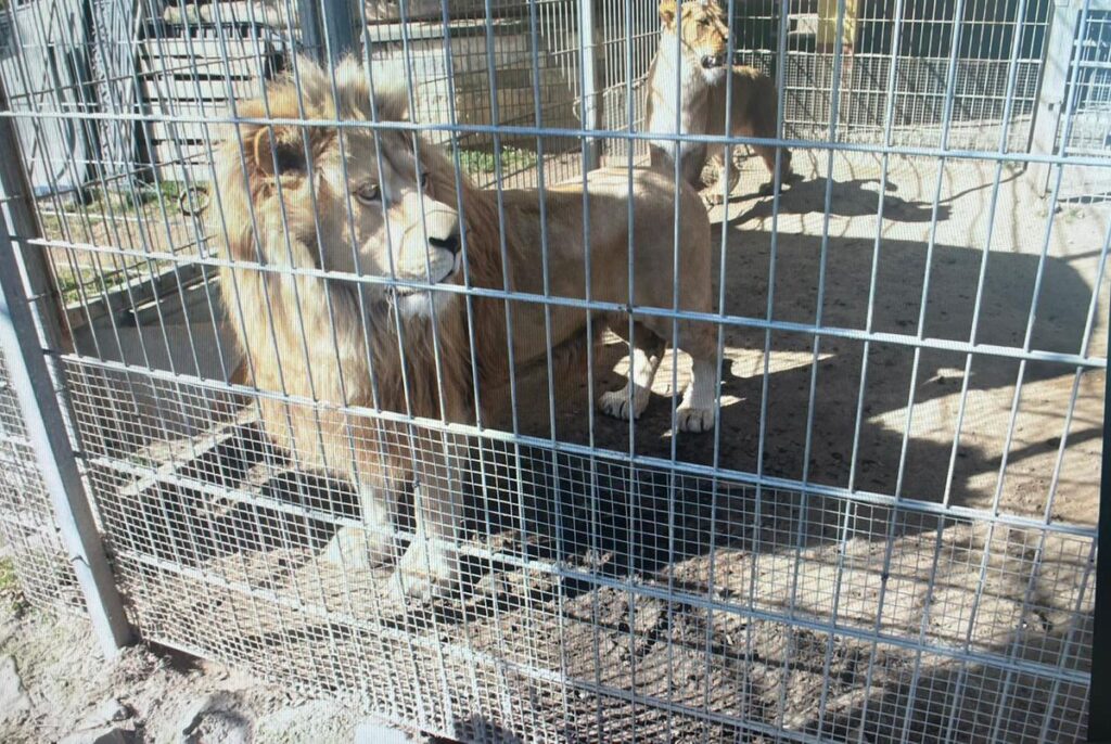 Nielegalnie przetrzymywał egzotyczne zwierzęta, w tym lwy i tygrysa. Mieszkaniec Czchowa usłyszał zarzuty 2 386 152168