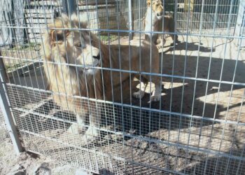 Nielegalnie przetrzymywał egzotyczne zwierzęta, w tym lwy i tygrysa. Mieszkaniec Czchowa usłyszał zarzuty 2 386 152168