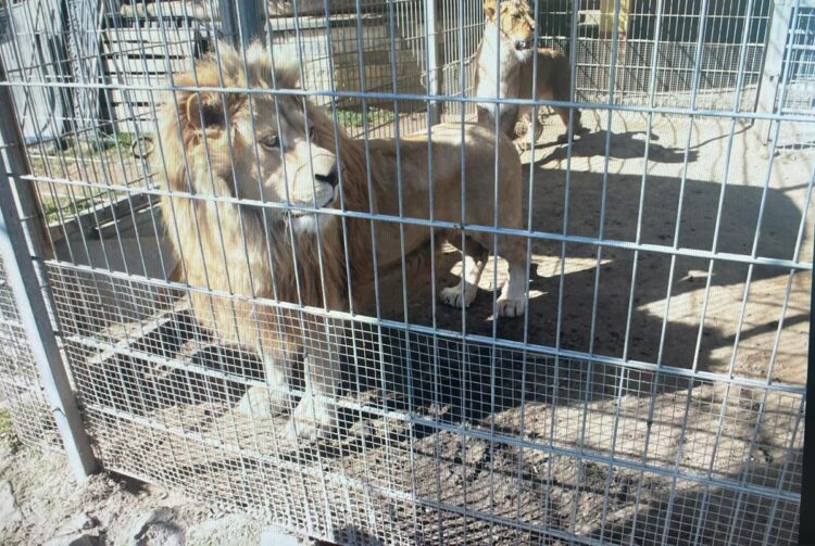 Nielegalnie przetrzymywał egzotyczne zwierzęta, w tym lwy i tygrysa. Mieszkaniec Czchowa usłyszał zarzuty 1 386 152168