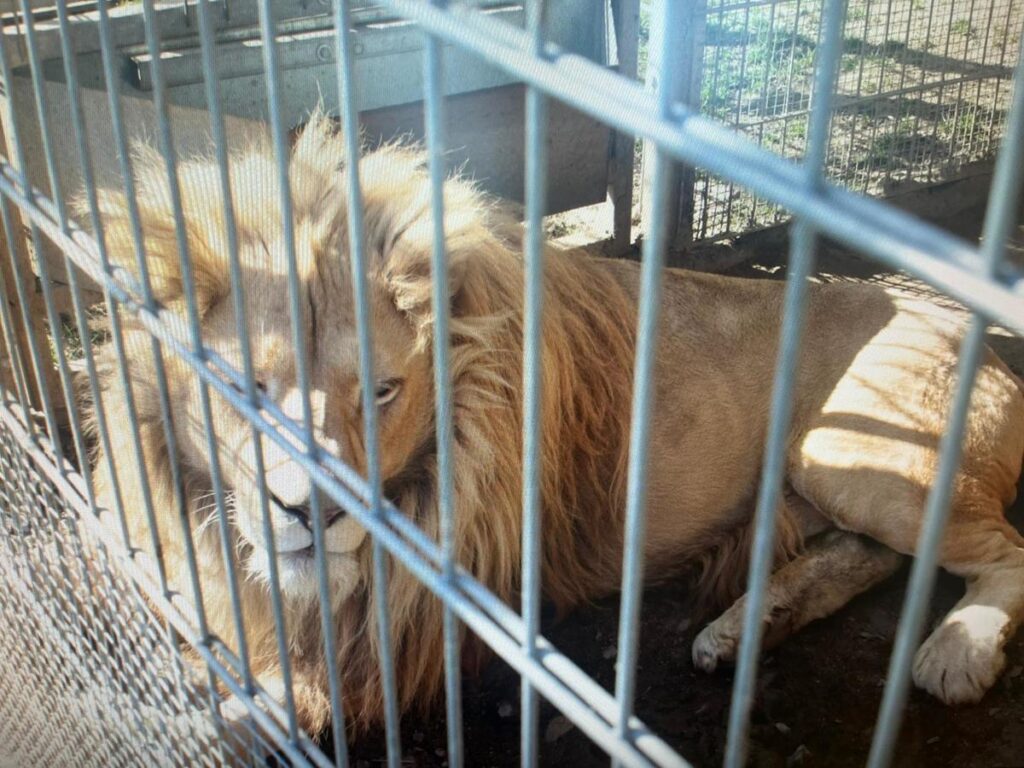 Nielegalnie przetrzymywał egzotyczne zwierzęta, w tym lwy i tygrysa. Mieszkaniec Czchowa usłyszał zarzuty 2 573620195 1281788783993613 2301785737821633857 n