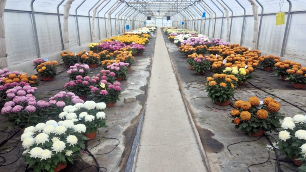 Które chryzantemy postoją najdłużej? 1 f7fa82ac 31a6 4948 91aa 0981470e2772