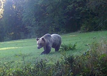 fot. Spotted: Piwniczna Zdrój