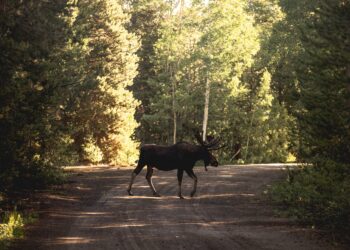 A beautiful shot of a moose or elk on a road near the woods
