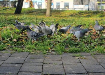Dokarmianie gołębi może skończyć się mandatem 2 S7uUV6UQ