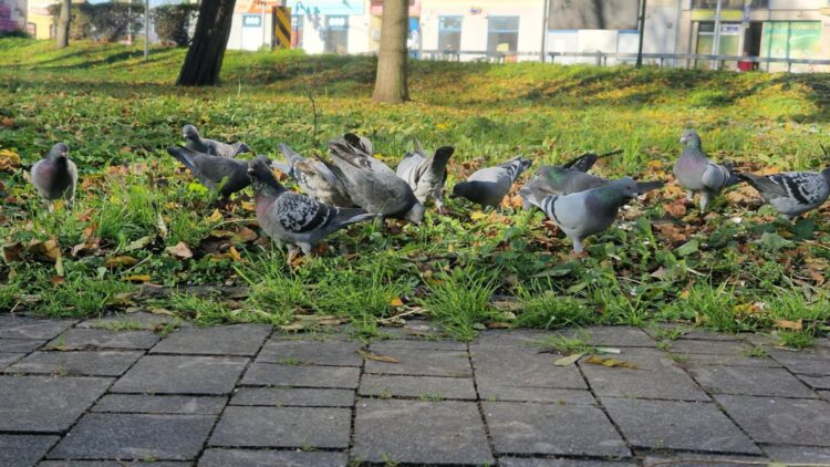 Dokarmianie gołębi może skończyć się mandatem 1 S7uUV6UQ