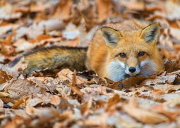 zdjęcie ilustracyjne/freepik