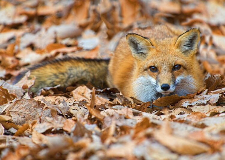 Potwierdzono ognisko wścieklizny. Lekarz weterynarii apeluje o ostrożność 1 zdjęcie ilustracyjne/freepik