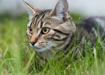 Jest apel o zaszczepienie kotów na wściekliznę 2 fot. freepik