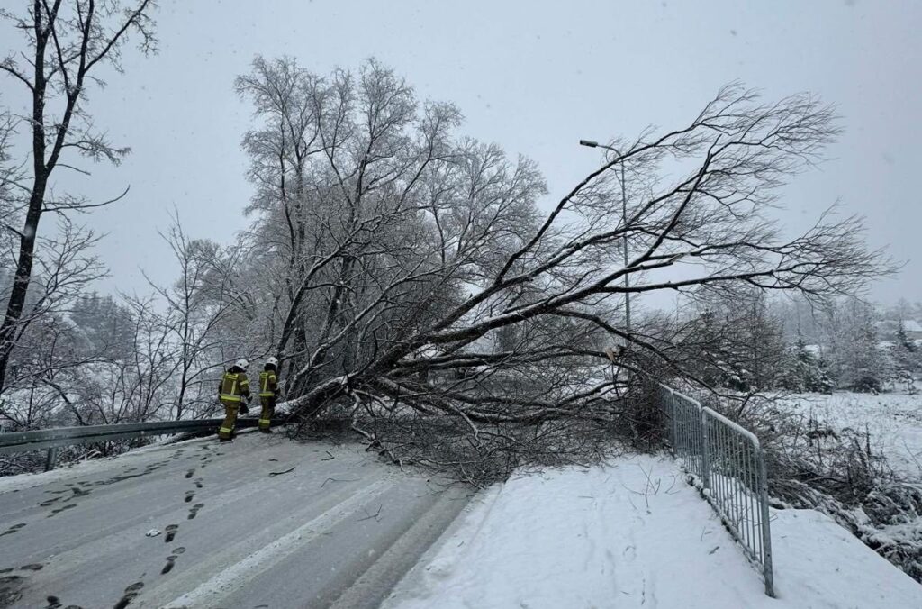 zima straz drzewa 4 e1763898047348