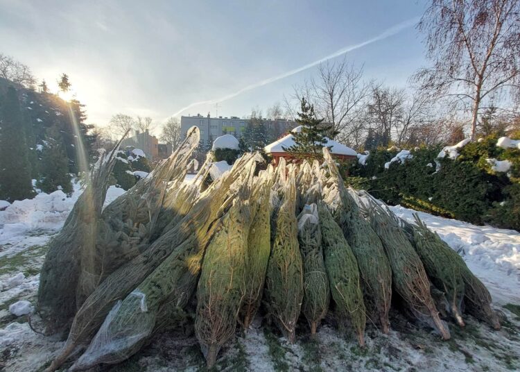 W RDN zapachnie świętami! Rozdajemy żywe choinki naszym słuchaczom 1 fot. archiwum RDN