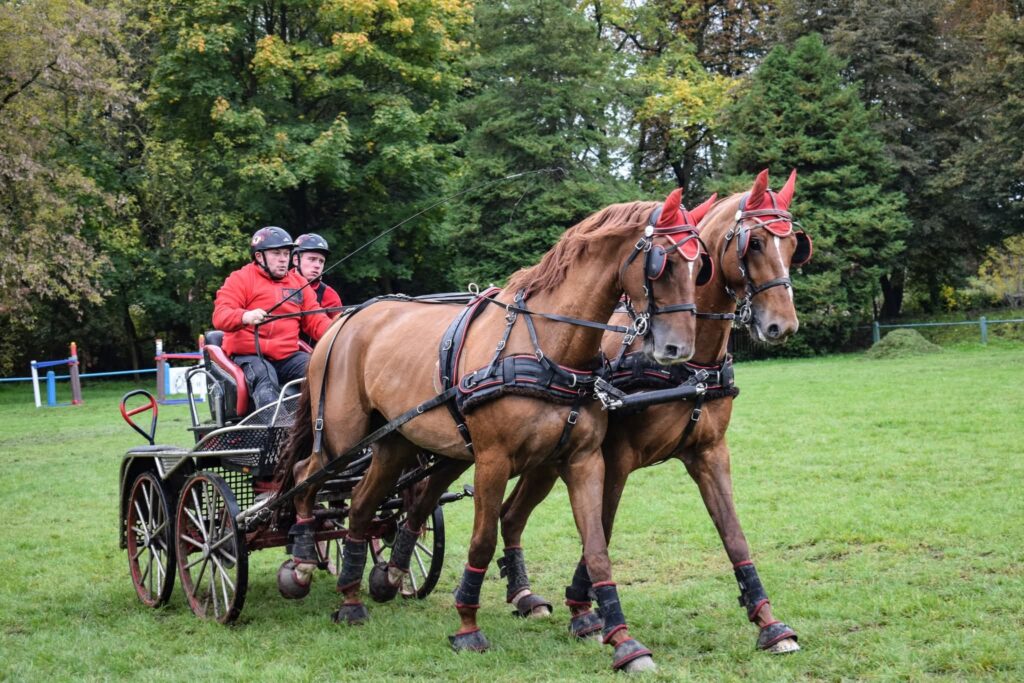 Konie zimnokrwiste i śląskie. Radiowa akcja z wyjątkowymi zaprzęgami z Klikowej 2 FB IMG 1766057759175