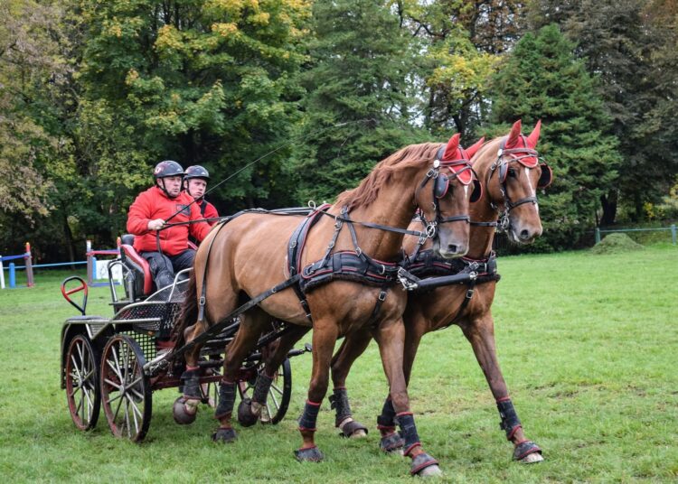 Konie zimnokrwiste i śląskie. Radiowa akcja z wyjątkowymi zaprzęgami z Klikowej 1 FB. Klikowska Ostoja Polskich Koni