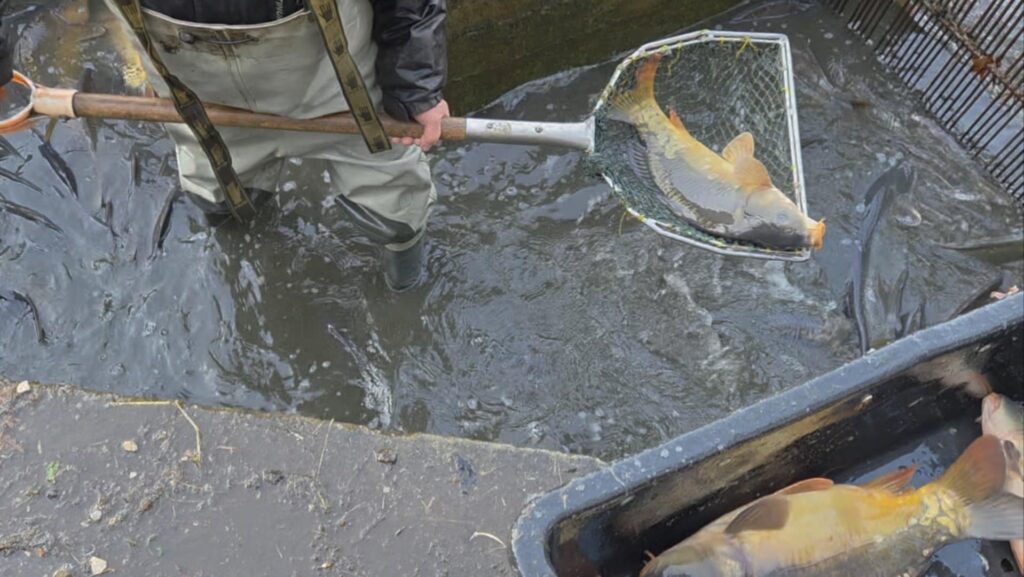 W Wierzchosławickich lasach trwa sprzedaż karpia królewskiego. To ryba z 500-letnią tradycją 2 JidtOpSp