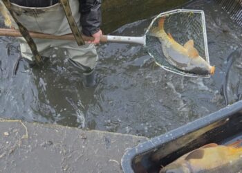 W Wierzchosławickich lasach trwa sprzedaż karpia królewskiego. To ryba z 500-letnią tradycją 2 JidtOpSp