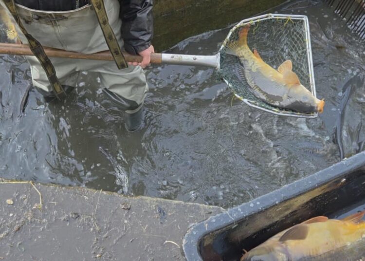 W Wierzchosławickich lasach trwa sprzedaż karpia królewskiego. To ryba z 500-letnią tradycją 1 JidtOpSp