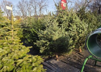 Radio RDN Małopolska rozdaje choinki 2 KJPxxn0