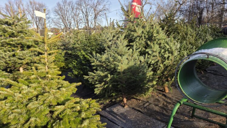 Radio RDN Małopolska rozdaje choinki 1 KJPxxn0