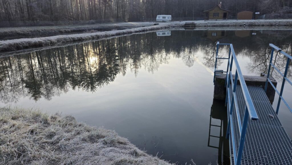 W Wierzchosławickich lasach trwa sprzedaż karpia królewskiego. To ryba z 500-letnią tradycją 2 X3Kn223e