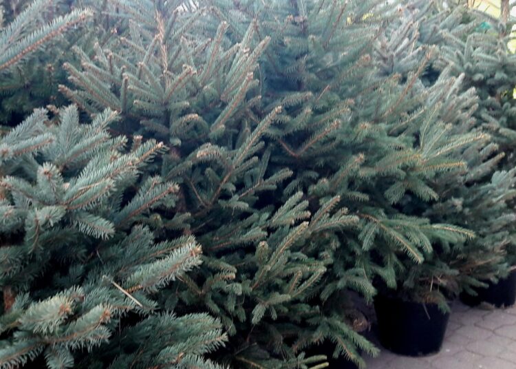 Pierwsze choinki już rozdane. Święta coraz bliżej w RDN Małopolska 1 choinki 1