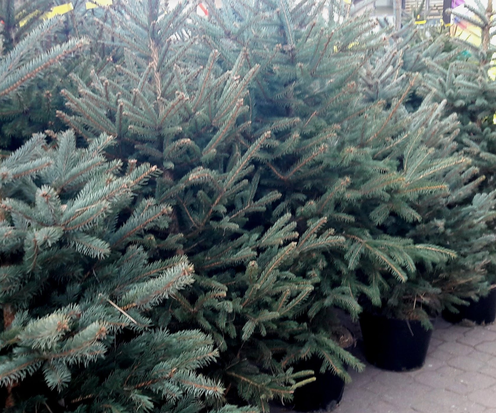 Pierwsze choinki już rozdane. Święta coraz bliżej w RDN Małopolska