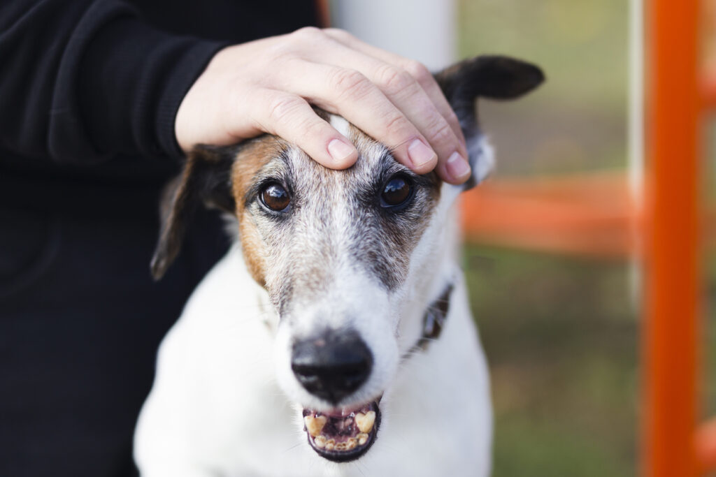 cute dog with owner kids park