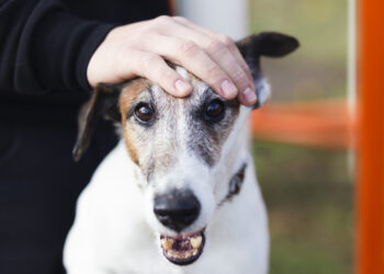 cute dog with owner kids park