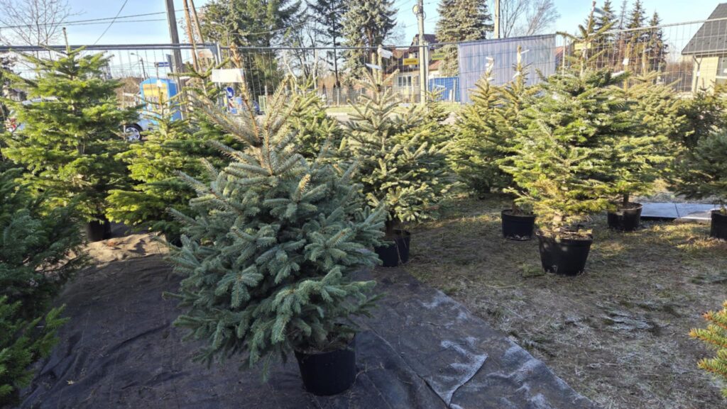 Tarnowianie ruszyli po choinki. Króluje jodła i świerk 1 eW8 imLT