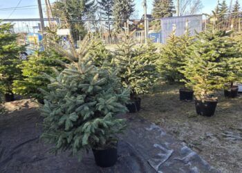 Tarnowianie ruszyli po choinki. Króluje jodła i świerk 2 eW8 imLT