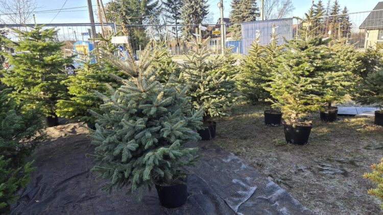 Tarnowianie ruszyli po choinki. Króluje jodła i świerk 1 eW8 imLT